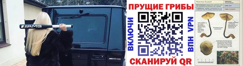 Псилоцибиновые грибы Psilocybe Гвардейск